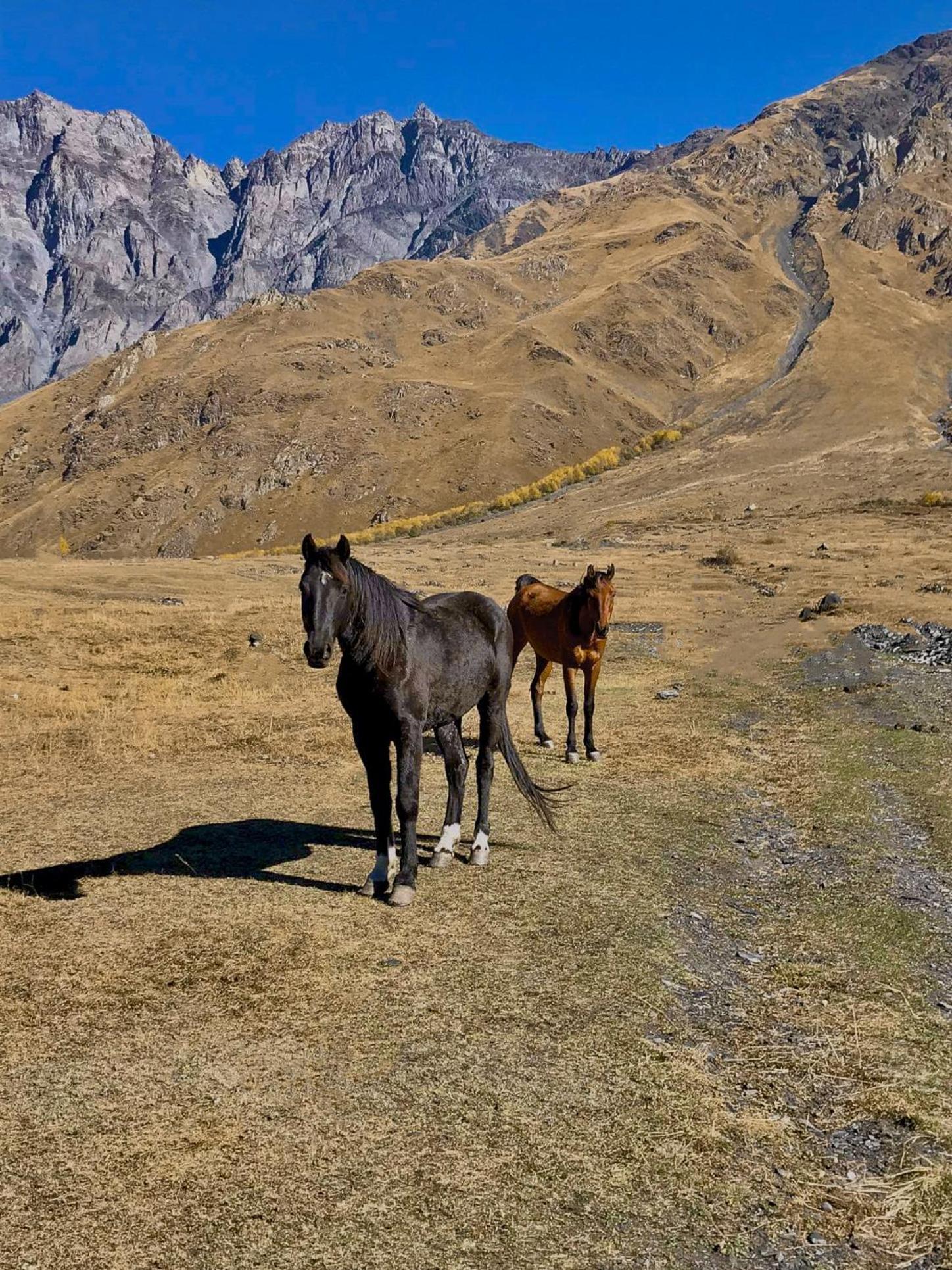 Kazbegi Inn Cottages מראה חיצוני תמונה